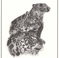 1109 Jaguar, Leopard, Cheetah print by Melody Peña