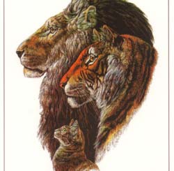 c1106 Lion, Tiger, Cat print by Melody Peña