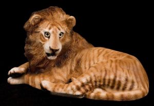 Liger Lion by Windstone Editions