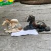 Baby Pegasus and Ponycorn for sale or trade
