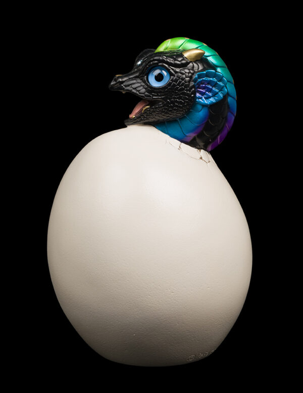 Hatching Emperor Dragon - Black Violet Peacock - Image 3