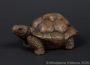 Tortoise pic1