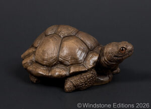 Tortoise pic2