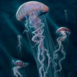 Profile picture of Jellyfish