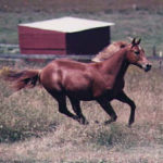 Profile picture of Copper83