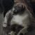 Profile picture of chessieslastchance