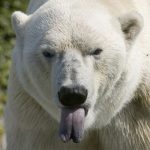 Profile picture of BipolarBear