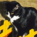 Profile picture of Tuxedocat