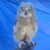 Profile picture of Dragon Owl