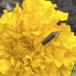 Profile picture of unicornlady_7