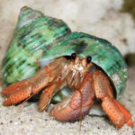 Profile picture of Wandering Hermit Crab