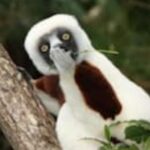 Profile picture of sifaka75