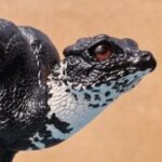 Profile picture of Ocearen