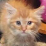 Profile picture of Shae Johnson