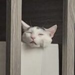 Profile picture of J. Snow