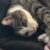 Profile picture of Amy Carmody