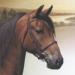 Profile picture of littleironhorse