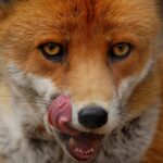 Profile picture of Francis (Hikaru) Groulx