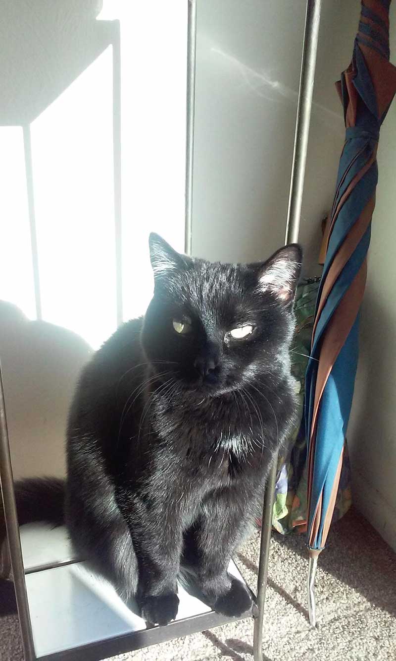 My Phoebe. I adopted her in 2005, and have had her ever since (12 years). She's a feisty thing, even now that she's older, but she's my baby girl.