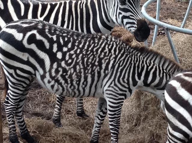 zebra odd markings