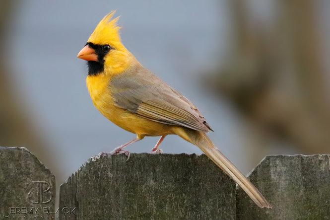 Rare yellow northern cardinal