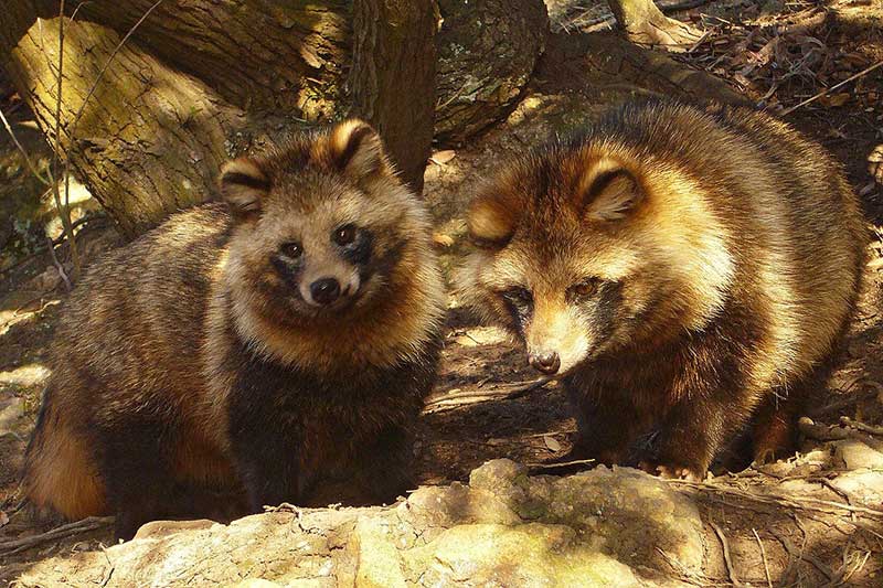 Tanuki pic