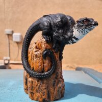 Rock Dragons
