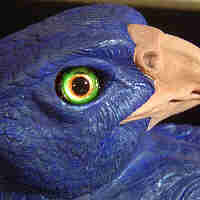 Black Shouldered Peacock  Custom Eyes 