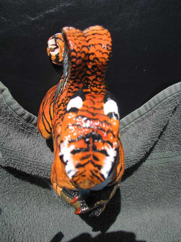 Top view of tiger griffin 